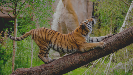 A Look at the Benefits of Tiger Conservation | Tiger World | Blog Site