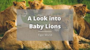 A Look Into Baby Lions