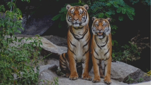 Are Tigers Endangered? - Tiger World