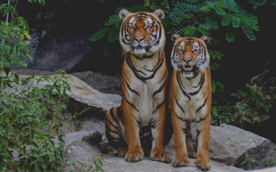 Are Tigers Endangered?