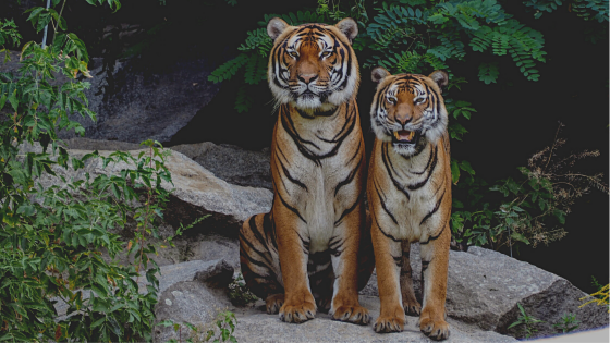 Are Tigers Endangered?