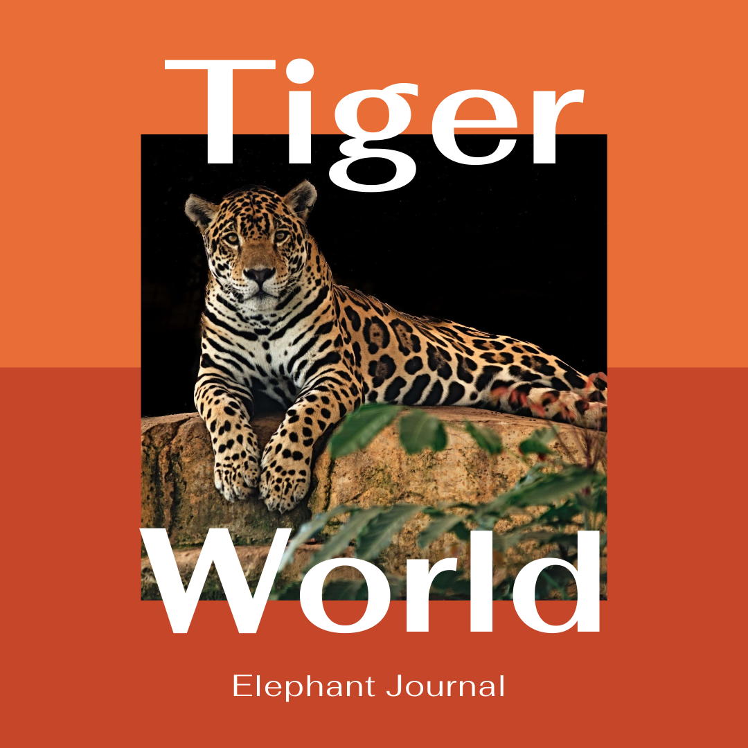 Elephant Journal - Tiger World