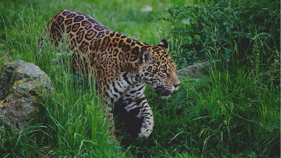 How You Can Support Endangered Animals