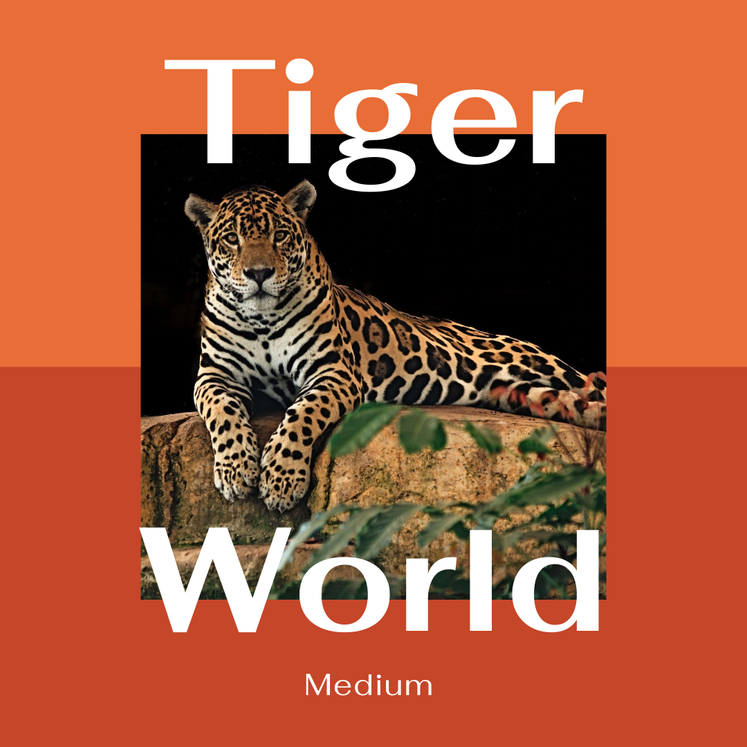 Medium - Tiger World