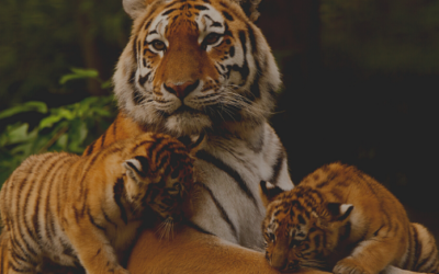 Roadside Zoo or Sanctuary: How the Differences Have Affected the Lives of Tigers