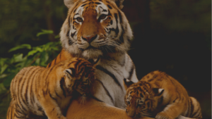 The 6 Breeds of Tigers - Tiger World