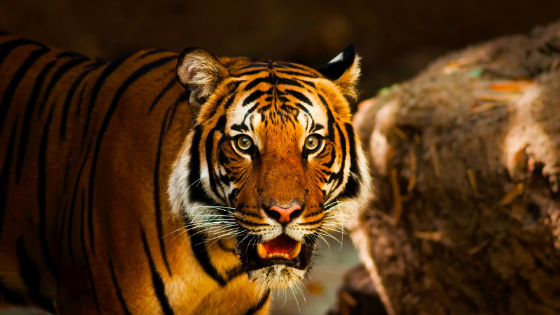 The Different Types of Animal Conservations | Tiger World | Blog Site