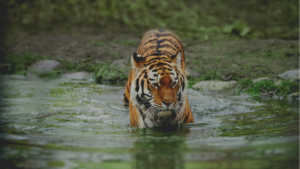 Why Is Animal Welfare Important - Tiger World