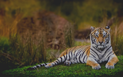 Why are Tiger Conservation Efforts Important?