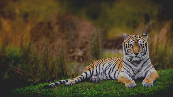Why are Tiger Conservation Efforts Important - Tiger World