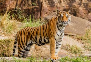 How to Help an Injured Tiger