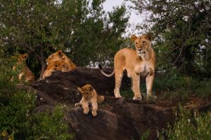 A Look into Baby Lions