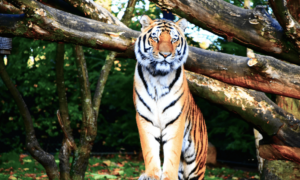 Tiger World Endangered Preservation Conservation 1 Min