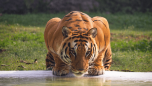 Tiger World Endangered Preservation Conservation 2 Min