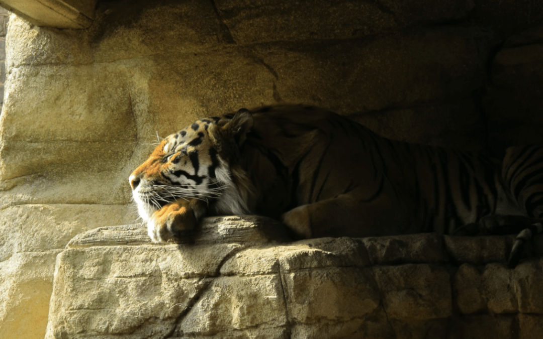 Tiger World Endangered Preservation Conservation 3 Min