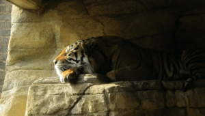 Tiger World Endangered Preservation Conservation 3 Min
